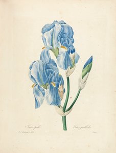 Iris Pallida, da 